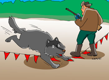 Карикатура об охоте на волков. Охота на волков. Охотник наступил на флажки и выпустил волчицу.