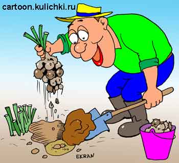 Карикатура про сезонные дачные работы. Дачник по весне копает земляную грушу. В ней много витаминов после зимы это очень ценный клубень.