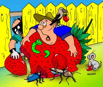 Карикатура о сезонных дачных работах. Дачник не знает как спасти выращенный потом урожай от вредителей и воров. На его ягоды покушаются насекомые. Птицы, звери и хулиганы.