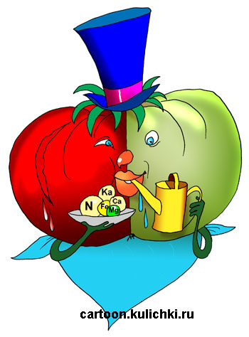 Карикатура про дачника. Дачник выращивает помидоры.
