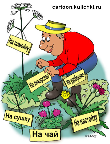 Карикатура про дачника. Дачник выращивает на даче растения для настоек, на лекарства, на чай, на удобрения, на помойку, на сушку.