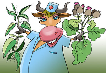 Карикатура о лопухе и крапиве. Лопух очень полезный. Крапива используется в медицине. Корова ест траву.