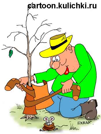 Карикатура о сезонных дачных работах.  Дачник укутывает на зиму капроновыми чулками яблони, чтобы мыши зимой не обгрызли кору молодых побегов.