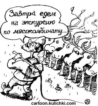 Карикатура о мясном заводе. Пастух готовит коров своего стада на экскурсию по колбасному заводу.